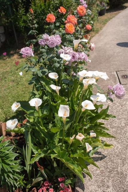 Apartman Sara 罗维尼 外观 照片